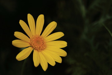 euryops daisy