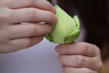 lady's hands folding Beautiful green organic Lotus's leaf, instruction for flower folding, meditation