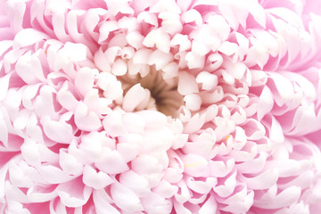 Chrysanthemum soft pink flower