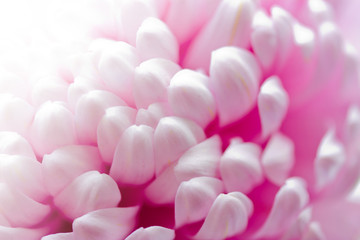 Obraz premium Chrysanthemum petals as a background