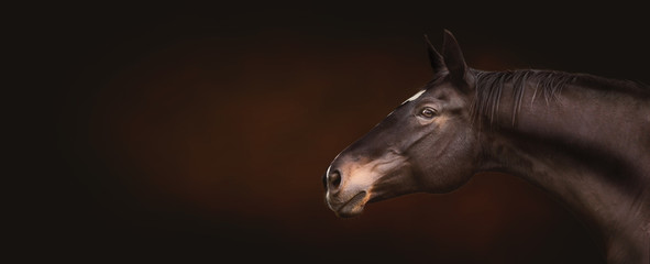 Fototapeta na wymiar Beautiful black horse head, portrait in profile, expressionally looking at the camera on dark background, place for text, banner or template