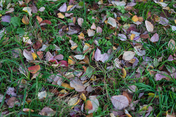 brown leaves on meadow in autumn on rainy day mud