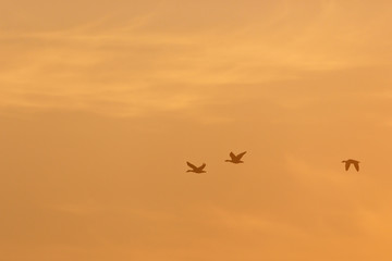 Fototapeta na wymiar Geese flying in the sky at daybreak