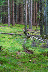 Forest with a path and spruce trees