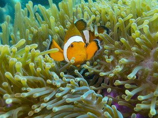 Anemones (Clown)  fish hiding in coral reef for prevent dangerous from  people.Nature of underwater.