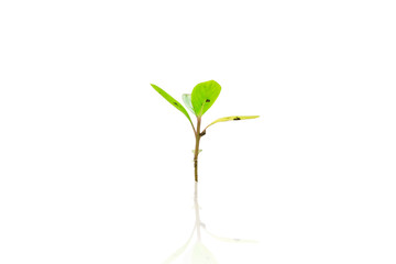 Plant Growthing isolate on white background with clipping path