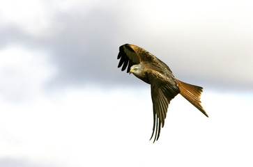 Red kite. Milvus milvus