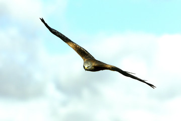 Red kite. Milvus milvus