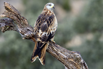Red kite. Milvus milvus