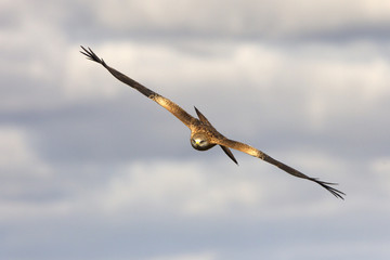 Fototapeta na wymiar Red kite. Milvus milvus