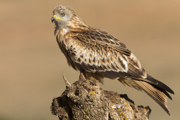 Red kite. Milvus milvus