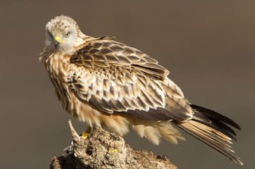 Red kite. Milvus milvus