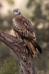 Red kite. Milvus milvus