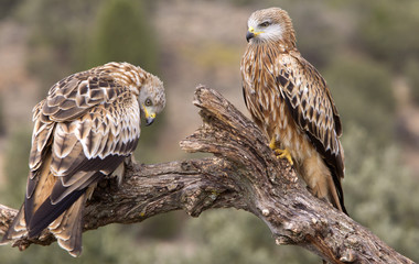 Red kite. Milvus milvus