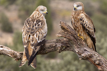 Red kite. Milvus milvus