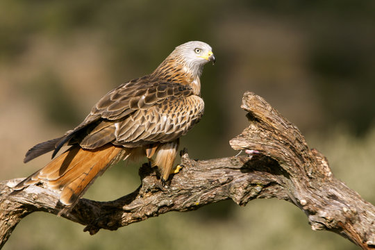 Red kite. Milvus milvus
