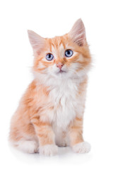 Adorable little red kitten with blue eyes isolated on white