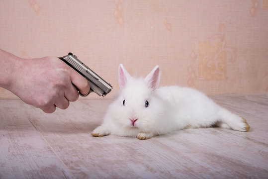 Funny rabbit with a gun