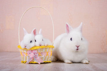 Family of little white rabbits