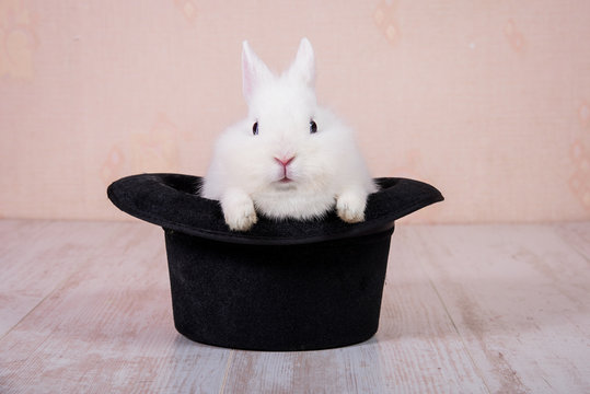 Rabbit Sitting In The Magic Top Hat