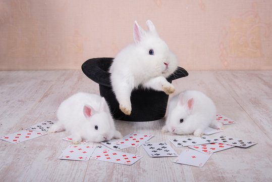 Rabbit in a top hat and little rabbits with playing cards