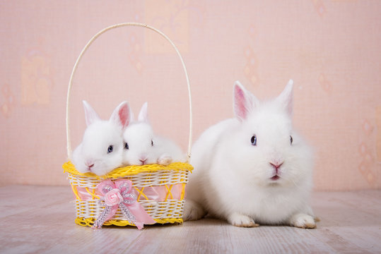 Family of little white rabbits