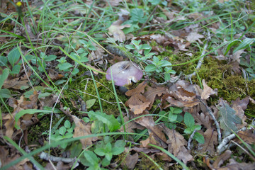 toadstool mushroom in the forest while, inedible, poisonous