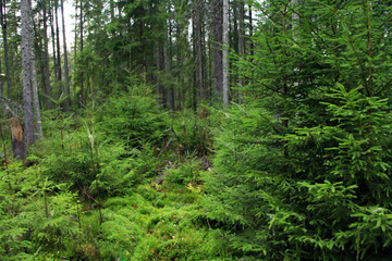 Fototapeta na wymiar green forest with fur-trees