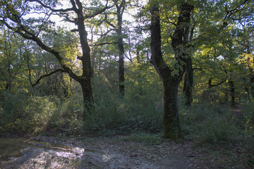 Colorful autumnal landscape with deciduous forest and many fallen leaves
