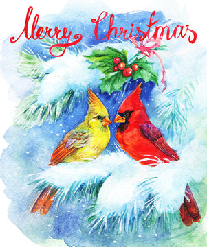 Watercolor Christmas greeting card with cardinals and mistletoe. Hand drawn vintage illustration