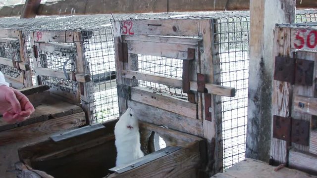 White curious mink peeking out of the cage
