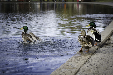 яркие утки брызгающиеся у озера