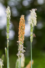 Naklejka premium Close-up of the flowering spikelets of Meadow foxtail grass