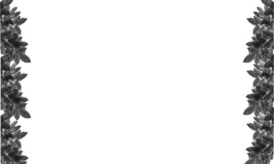 leafs frame abstract background isolated on white