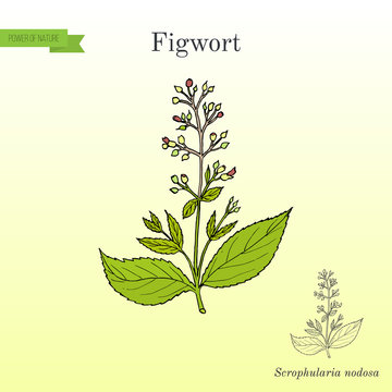 Figwort Scrophularia nodosa , medicinal and honey plant