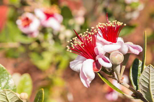 Close-up Of Feijoa Flowers In Bloom