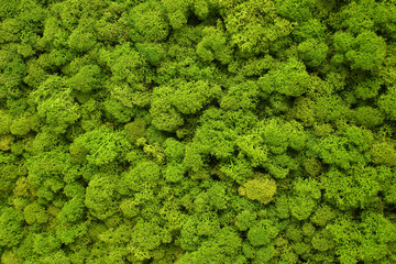 Green moss texture