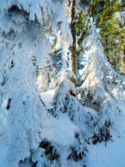 Fototapeta na wymiar Światło słoneczne wśród drzew w zimowym górskim lesie