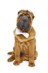 shar pei puppy with white bow tie