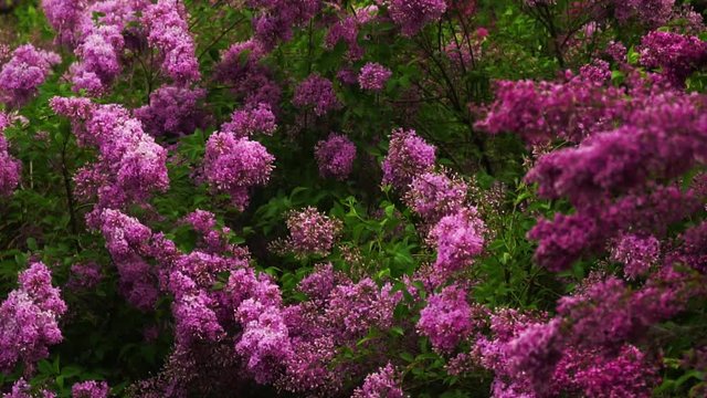 lilac branches swaying in the wind