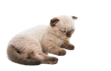 Scottish kitten isolated
