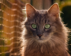Portrait of a grey longhaired cat with big green eyes