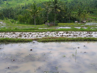 Bali. Arrozales verdes  en la isla de  Bali, Indonesia