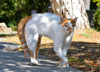 A beautiful white cat with red spots and bright yellow eyes. He froze in a threatening pose.
