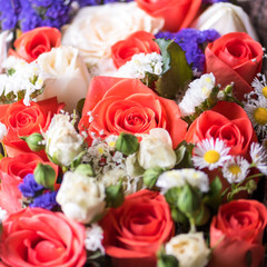 Rose buds, beautiful flowers, selective focus