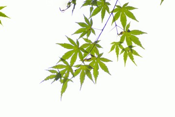 Background of fresh green Japanese Maple leaves in white background