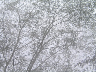 Naturaleza con niebla en Bali, Indonesia