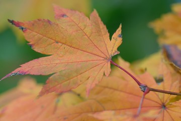 Macro details of changing colored Japanese Maple leaf