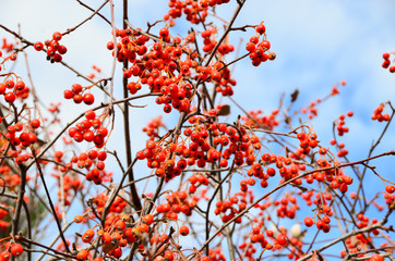 Brightly red hawthorn berries on branches without leaves against a blue sky background
