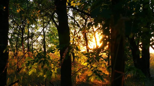 Trees in the forest against the sunset. The rays of the sun pass through the leaves of the tree.
